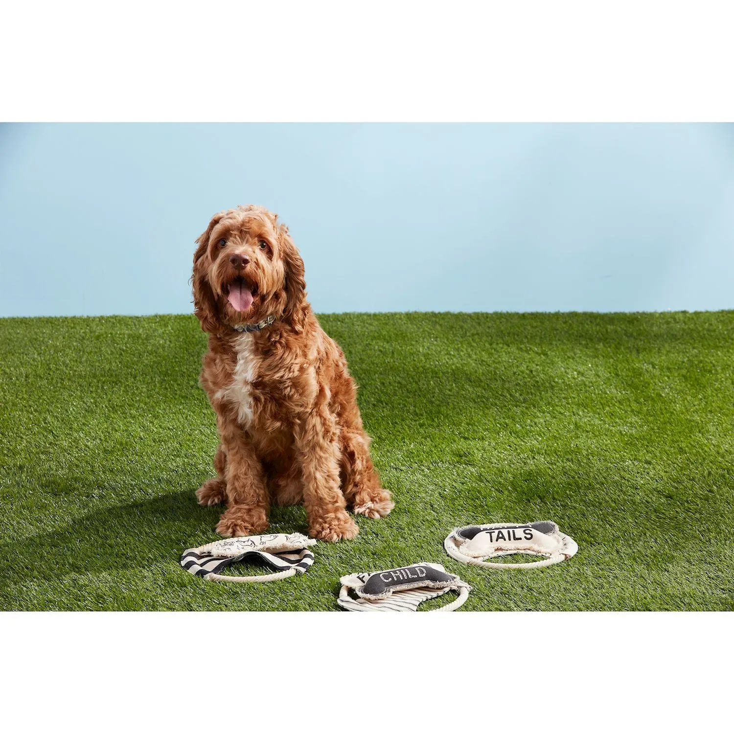 Frisbee & Bone Dog Toy Set