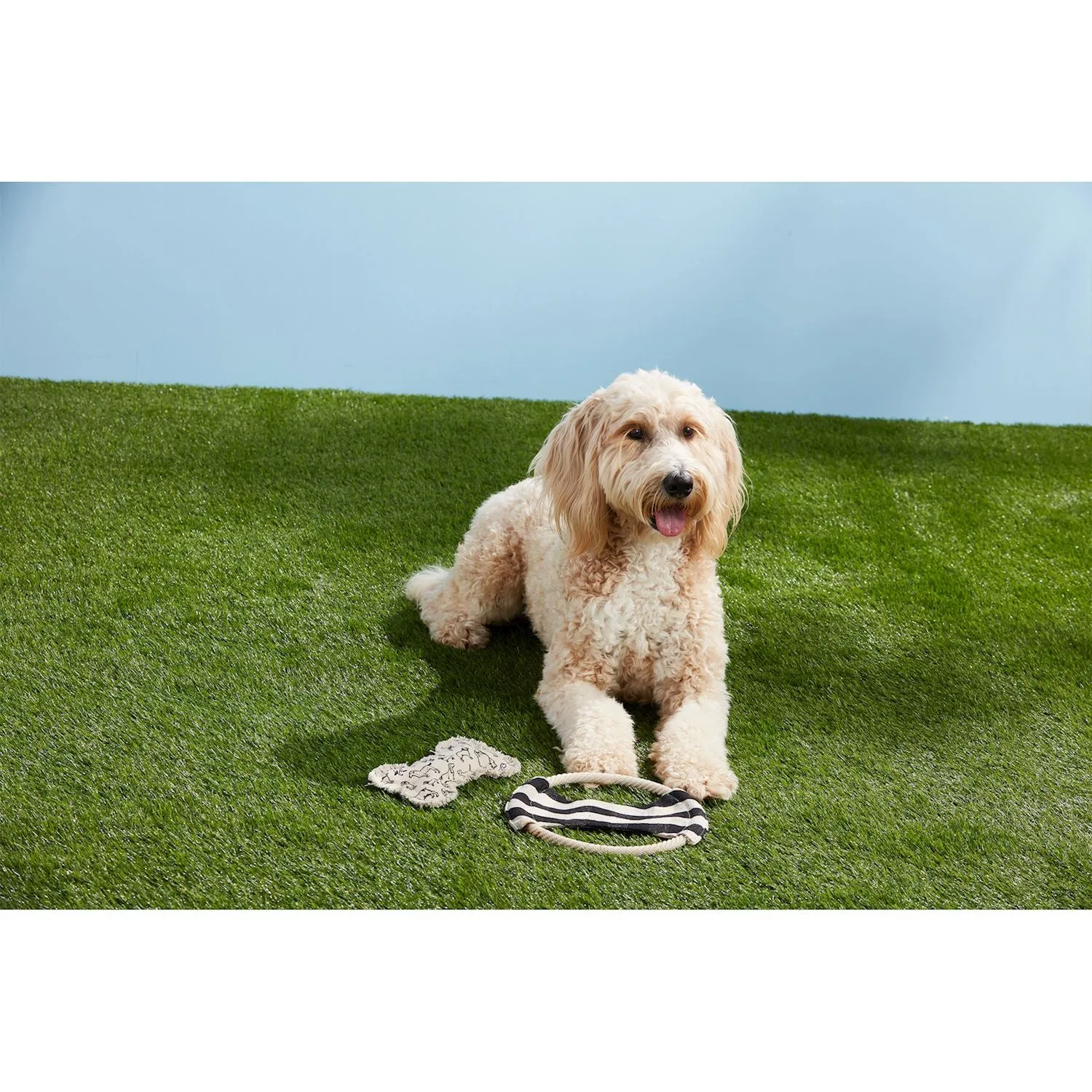 Frisbee & Bone Dog Toy Set