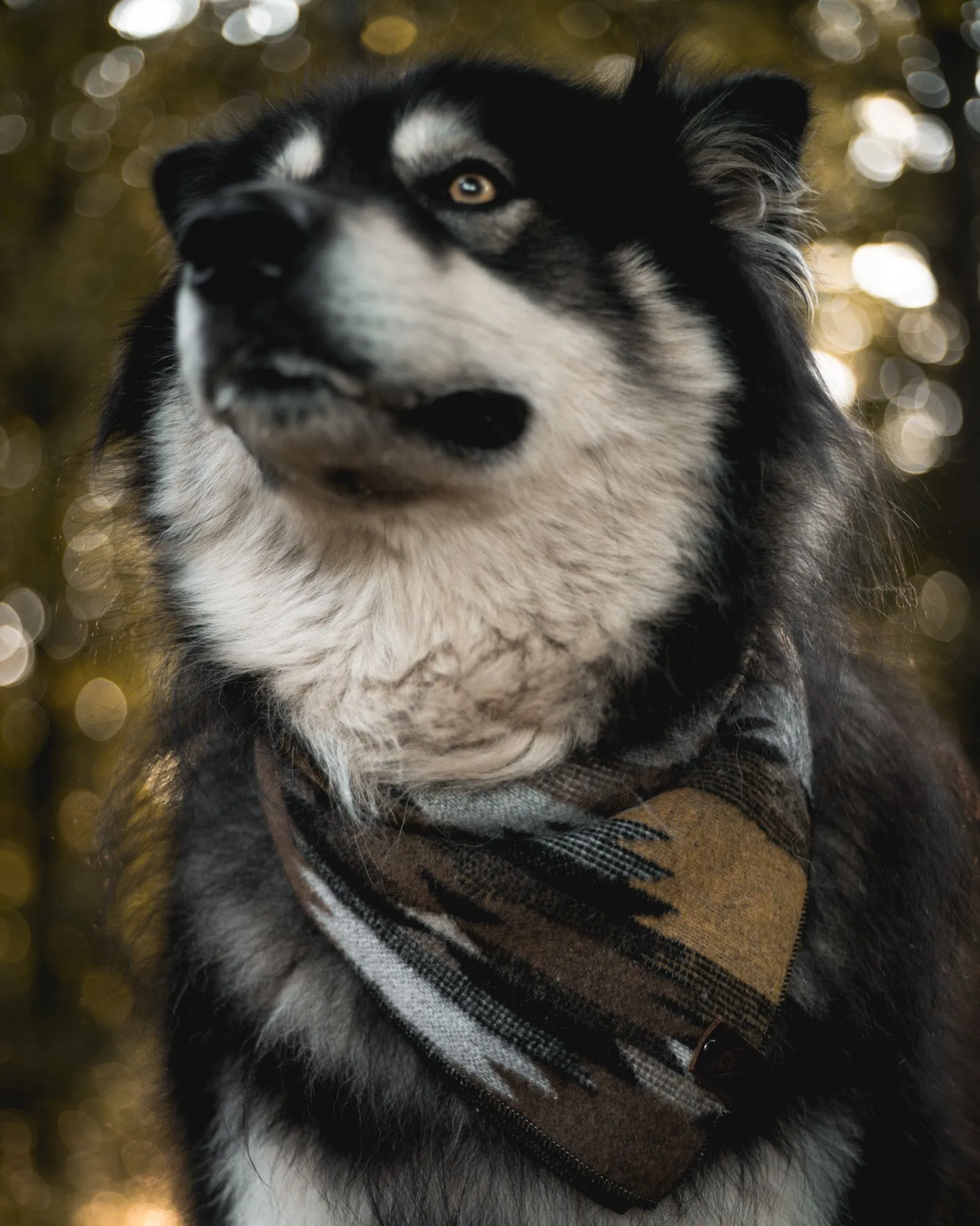 KAI - Adjustable Dog Bandana